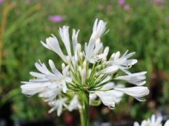 Schmucklilie &#8218;Polar Ice&#8216;, Agapanthus africanus &#8218;Polar Ice&#8216;, Containerware