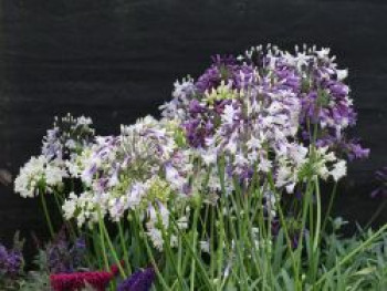 Schmucklilie &#8218;Three Sisters&#8216; ®, Agapanthus Hybride &#8218;Three Sisters&#8216; ®, Containerware