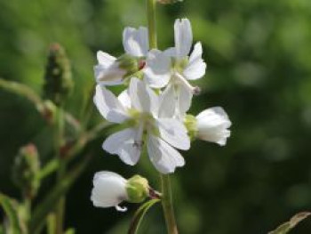 Schmuckmalve &#8218;Bianca&#8216;, Sidalcea candida &#8218;Bianca&#8216;, Topfware