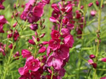 Schmuckmalve &#8218;Brillant&#8216;, Sidalcea oregana &#8218;Brillant&#8216;, Topfware