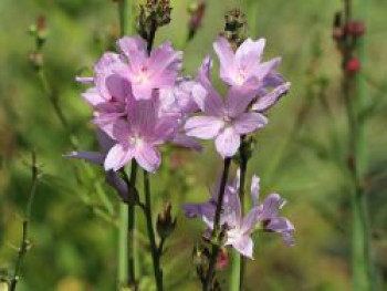 Schmuckmalve 'Partygirl', Sidalcea malviflora 'Partygirl', Topfware