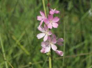 Schmuckmalve 'Rosaly', Sidalcea malviflora 'Rosaly', Topfware