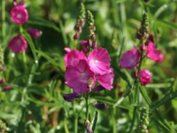 Schmuckmalve &#8218;Rosanna&#8216;, Sidalcea malviflora &#8218;Rosanna&#8216;, Topfware