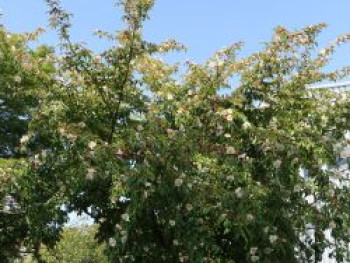 Schnabelkamelie, 10-20 cm, Stewartia rostrata, Topfware