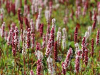 Schneckenknöterich &#8218;Darjeeling Red&#8216;, Bistorta affinis &#8218;Darjeeling Red&#8216;, Topfware