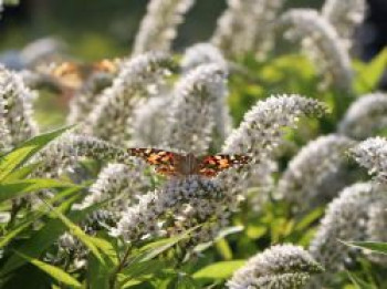 Schnee-Felberich, Lysimachia clethroides, Topfware