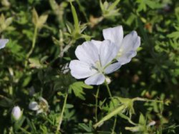 Schnee-Storchschnabel 'Album', Geranium sanguineum 'Album', Containerware