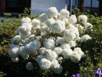 Schneeball 'Eskimo', 30-40 cm, Viburnum 'Eskimo', Containerware