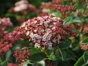 Schneeball &#8218;Lisarose&#8216; ®, 30-40 cm, Viburnum tinus &#8218;Lisarose&#8216; ®, Containerware