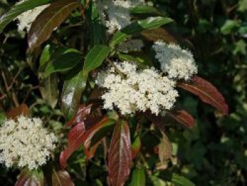 Schneeball &#8218;Pink Beauty&#8216;, 40-60 cm, Viburnum nudum &#8218;Pink Beauty&#8216;, Containerware