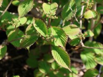 Schneeball 'Pinkimono', 30-40 cm, Viburnum plicatum 'Pinkimono', Containerware