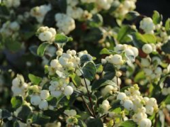 Schneebeere &#8218;White Hedge&#8216;, 40-60 cm, Symphoricarpos doorenbosii &#8218;White Hedge&#8216;, Containerware