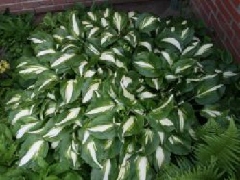 Schneefeder Funkie &#8218;Univittata&#8216;, Hosta undulata &#8218;Univittata&#8216;, Topfware