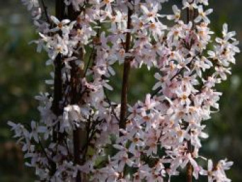 Schneeforsythie, 40-60 cm, Abeliophyllum distichum, Containerware