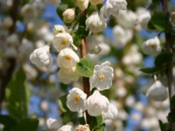 Schneeglöckchenbaum, 60-80 cm, Halesia carolina, Containerware