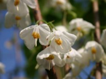 Bergsilverbell / Berg-Schneeglöckchenbaum, 40-60 cm, Halesia monticola, Containerware