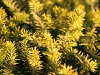 Schneeheide 'Golden Starlet', 10-15 cm, Erica carnea 'Golden Starlet', Topfware