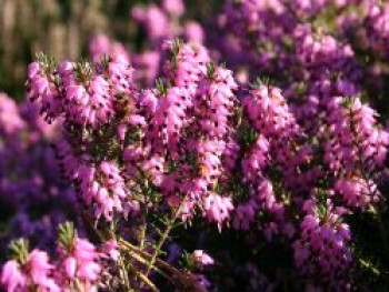 Schneeheide &#8218;Rubinteppich&#8216;, 10-15 cm, Erica carnea &#8218;Rubinteppich&#8216;, Topfware