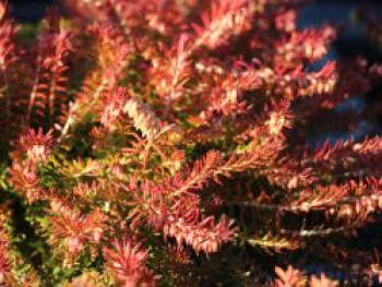 Schneeheide 'Whisky', 10-15 cm, Erica carnea 'Whisky', Topfware