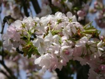 Schneekirsche / Winterkirsche / Japanische Blütenkirsche 'Autumnalis', 100-150 cm, Prunus subhirtella 'Autumnalis', Containerware