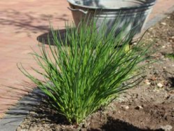 Schnittlauch, Allium schoenoprasum, Containerware