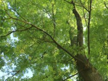 Schnurbaum, Styphnolobium japonicum / Sophora japonica, Containerware