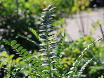 Schnurbaum microphylla 'Sun King' ®, 40-60 cm, Sophora microphylla 'Sun King' ®, Containerware