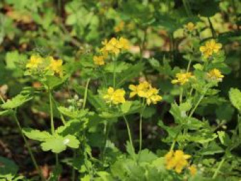 Schöllkraut, Chelidonium majus, Topfware