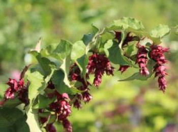 Schöne Leycesterie / Karamelbeere, 30-40 cm, Leycesteria formosa &#8218;Purple Rain&#8216;, Containerware