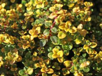 Schopfiger Thymian &#8218;Doone Valley&#8216;, Thymus comosus &#8218;Doone Valley&#8216;, Topfware