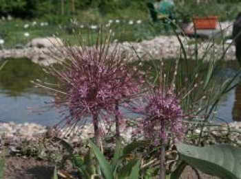 Schuberts Zier-Lauch, Allium schubertii, Topfware