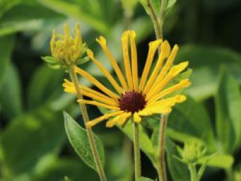 Schwachfilziger Sonnenhut &#8218;Henry Eilers&#8216;, Rudbeckia subtomentosa &#8218;Henry Eilers&#8216;, Topfware