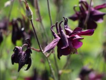 Schwärzliche Akelei, Aquilegia atrata, Topfware