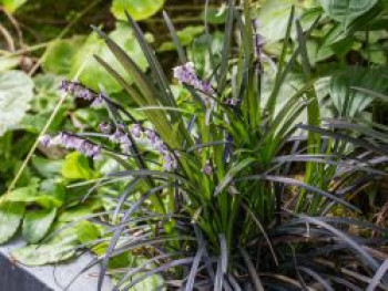 Schwarzblättriger Schlangenbart 'Niger', Ophiopogon planiscapus 'Niger', Containerware