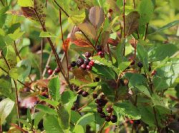 Schwarze Apfelbeere &#8218;Autumn Magic&#8216;, 30-40 cm, Aronia melanocarpa &#8218;Autumn Magic&#8216;, Containerware