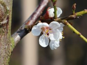 Schwarze Aprikose &#8218;Biricoccolo&#8216;, Stamm 40-60 cm, 120-160 cm, Prunus desycarpa &#8218;Biricoccolo&#8216;, Containerware