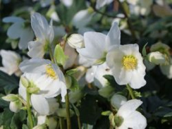 Schwarze Christrose, Helleborus niger, Topfware