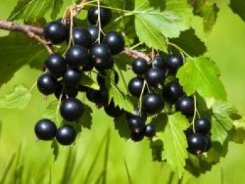 Schwarze Johannisbeere &#8218;Andega&#8216;, 30-40 cm, Ribes nigrum &#8218;Andega&#8216;, Containerware