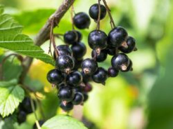 Schwarze Johannisbeere &#8218;Ben Alder&#8216;, 40-60 cm, Ribes nigrum &#8218;Ben Alder&#8216;, Containerware