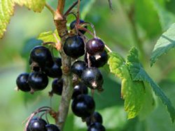 Schwarze Johannisbeere 'Ben Sarek', 20-30 cm, Ribes nigrum 'Ben Sarek', Containerware