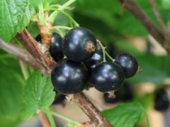 Schwarze Johannisbeere &#8218;Ben Tirran&#8216;, 40-60 cm, Ribes nigrum &#8218;Ben Tirran&#8216;, Containerware