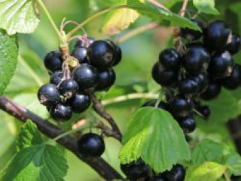 Schwarze Johannisbeere &#8218;Black Diamond&#8216;, 40-60 cm, Ribes nigrum &#8218;Black Diamond&#8216;, Containerware