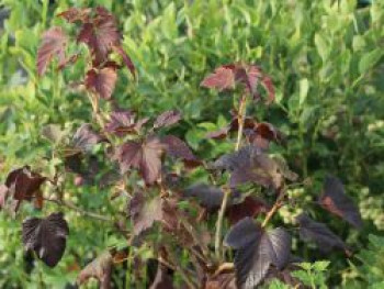 Schwarze Johannisbeere 'Black'n'Red' ®, 40-60 cm, Ribes nigrum 'Black'n'Red' ®, Containerware