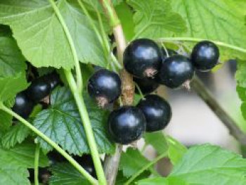 Schwarze Johannisbeere 'Daniels September', 10-20 cm, Ribes nigrum 'Daniels September', Topfware