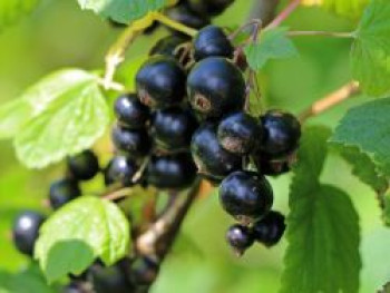 Schwarze Johannisbeere &#8218;Dr. Bauer&#8217;s Ometa&#8216; ®, 40-60 cm, Ribes nigrum &#8218;Dr. Bauer&#8217;s Ometa&#8216; ®, Containerware