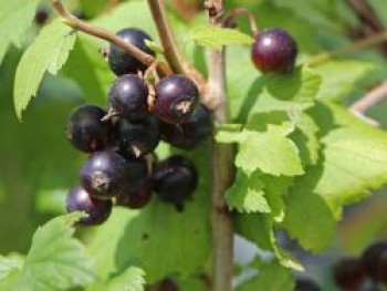 Schwarze Johannisbeere &#8218;Hedda&#8216;, 30-40 cm, Ribes nigrum &#8218;Hedda&#8216;, Containerware