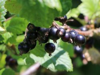 Schwarze Johannisbeere Lowberry ® &#8218;Little Black Sugar&#8216; ®, 40-60 cm, Ribes nigrum Lowberry ® &#8218;Little Black Sugar&#8216; ®, Containerware