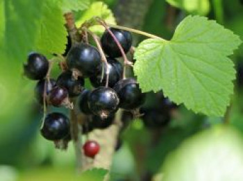 Schwarze Johannisbeere, 40-60 cm, Ribes nigrum, Containerware