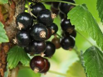 Schwarze Johannisbeere &#8218;Öjebyn&#8216;, 30-40 cm, Ribes nigrum &#8218;Öjebyn&#8216;, Containerware