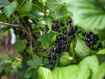 Schwarze Johannisbeere 'Rosenthals Langtraubige', 20-30 cm, Ribes nigrum 'Rosenthals Langtraubige', Containerware